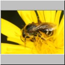Lasioglossum leucozonium - Furchenbiene w05c 10mm - Teverener Heide det.jpg